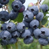 Borovnice: kada i gdje sakupljati, kada sazrijevaju, kada počinju d...